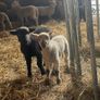 valais blacknose lambs cross Image 2