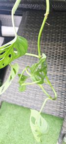 Monstera adansonii - Monkey