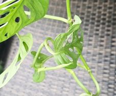 Monstera adansonii - Monkey