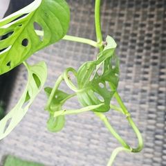 Monstera adansonii - Monkey
