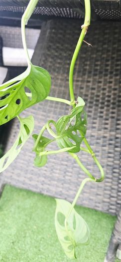 Monstera adansonii - Monkey