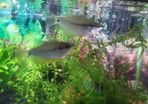 pearl gourami