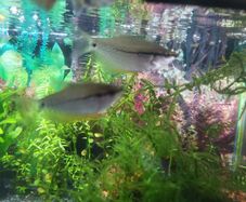 pearl gourami