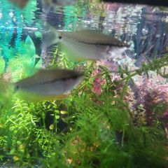 pearl gourami