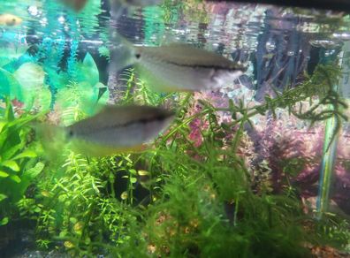pearl gourami