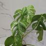 Monstera Albo Variegated - house plant - indoor plant Image 3