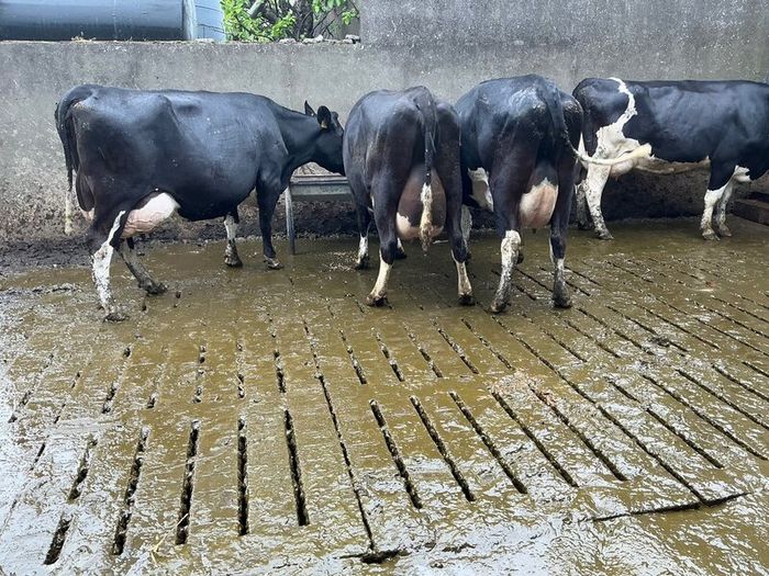 dairy cows