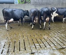 dairy cows