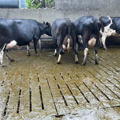 dairy cows