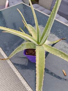 Aloe Vera Plants