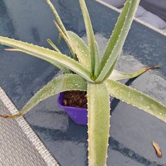 Aloe Vera Plants