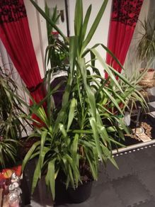 yucca large houseplant