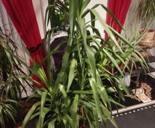 yucca large houseplant