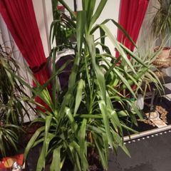 yucca large houseplant