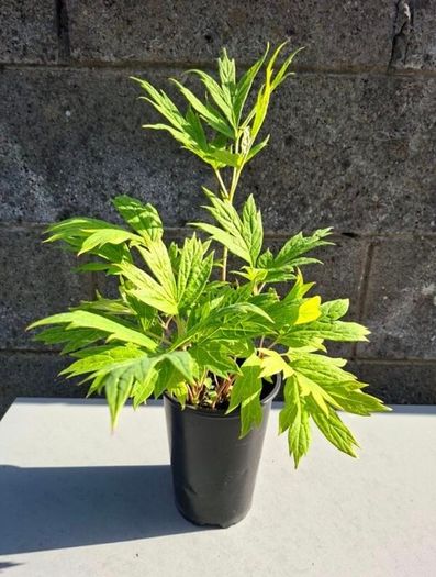 Tree Peony Yellow