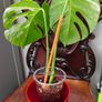 No.68 Monstera Albo Image 5