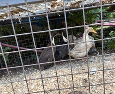 Ducks
