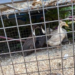 Ducks