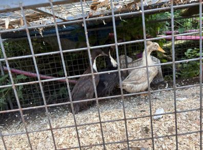 Ducks