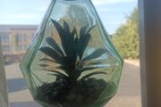 Glass plant ornament