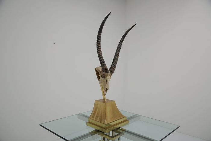 Taxidermy Study of Gazelle With Antlers by Anthony Redmile, London, 1970s.
