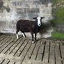 Selection of hogget rams Image 5