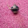 little tea pot Image 2