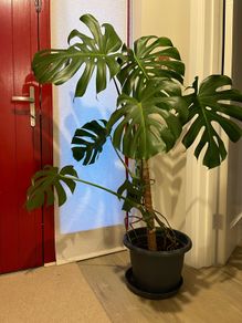 Big Monstera Plant