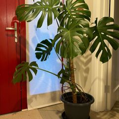 Big Monstera Plant