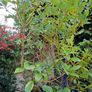 Garden Plant in large plastic pot Image 3