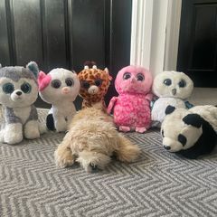 Beanie Boo's