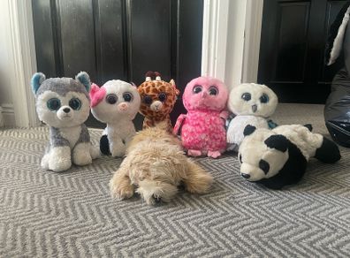 Beanie Boo's
