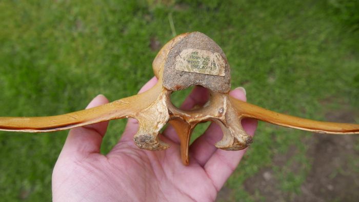 Vintage Bone