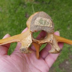 Vintage Bone