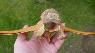 Vintage Bone
