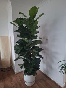Ficus lyrata