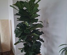 Ficus lyrata