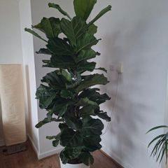 Ficus lyrata