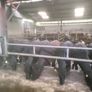 Aa  and hereford heifers Image 2