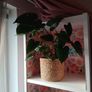 free plants Image 2
