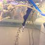 Black Ghost Knife fish Image 4