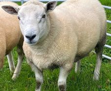 Texel hogget rams