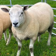 Texel hogget rams
