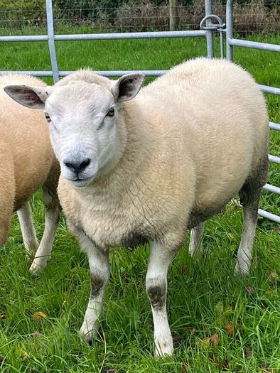 Texel hogget rams
