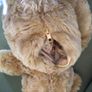 Vintage Bear Factory Traditional style bear with zip pouch in back can post Image 5