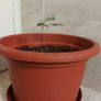 Curry Leaves Plant for sale Image 3