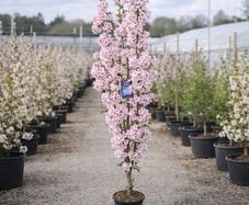 Cherry tree