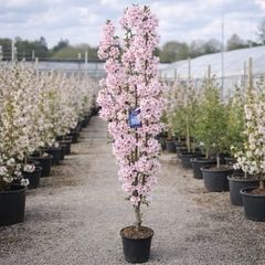 Cherry tree
