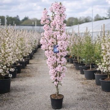 Cherry tree
