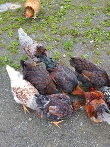 Blue Laced Wyandotte and Auracana